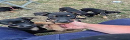 Mixed Breed dogs for sale: 8 Huntaway x puppies for sale - Advert 14