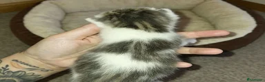 Mixed Breed 1