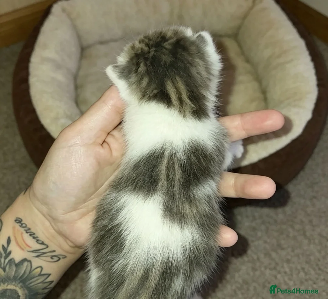 Mixed Breed cats for sale: babies for sale  - Advert 2