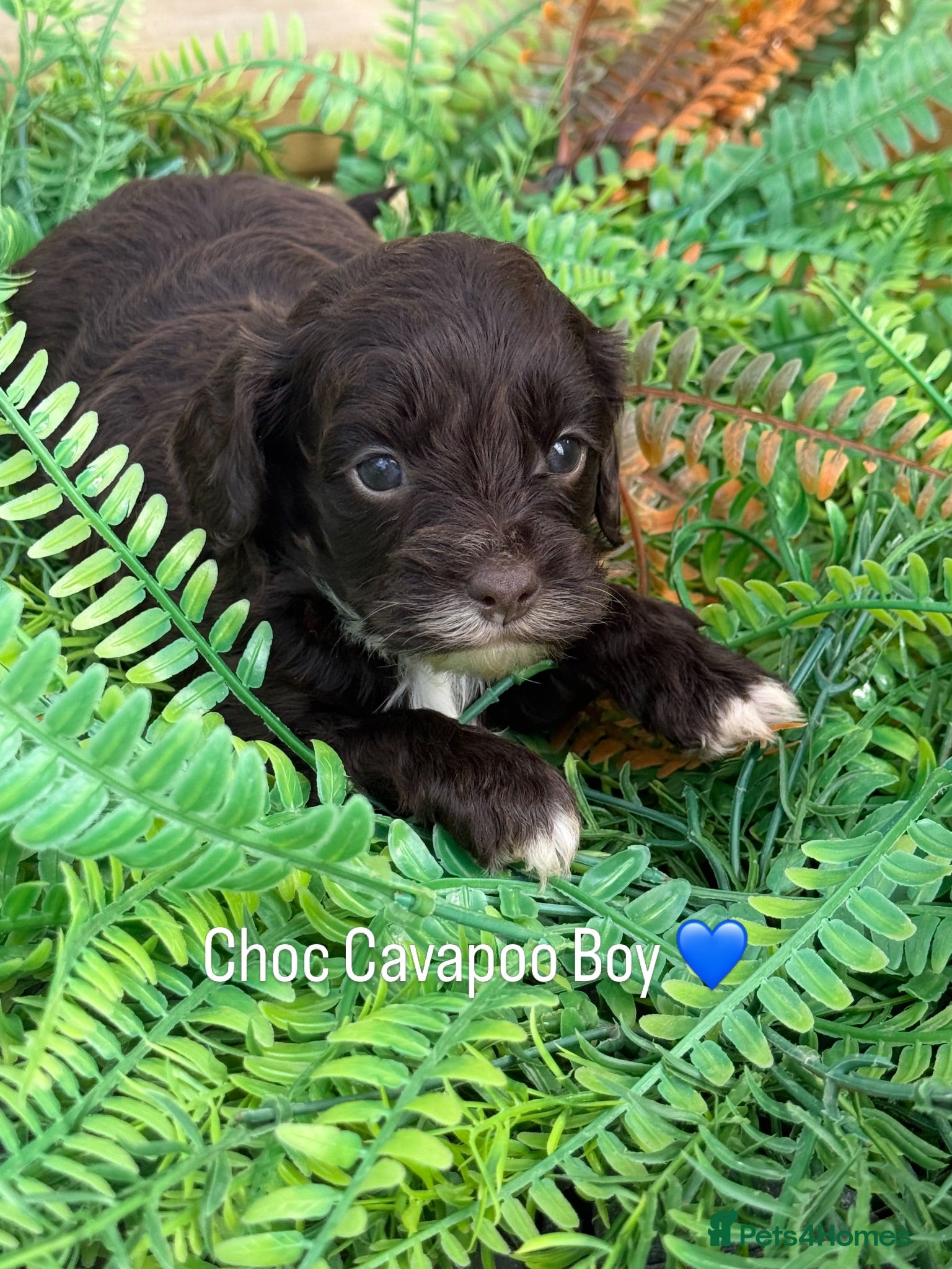 Cavapoo dogs Chocolate F1 Cavapoo Boys - Advert 2
