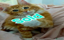 Mixed Breed cats for sale: 4 Maine Coon X Kittens Ready To Leave!!! - Image 18