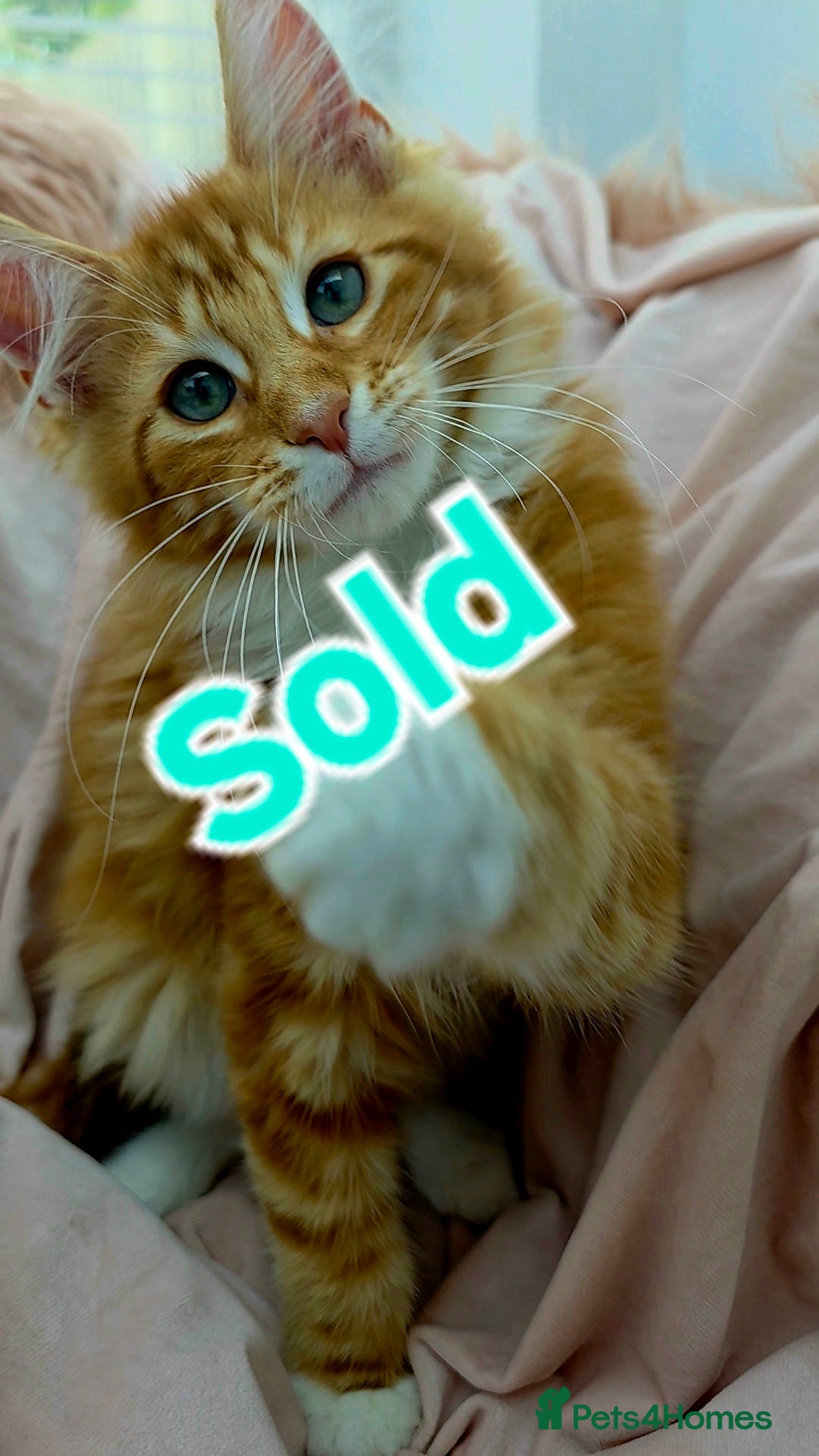 Mixed Breed cats for sale: 4 Maine Coon X Kittens Ready To Leave!!! - Image 18