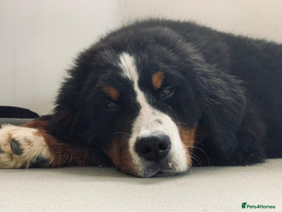 Bernese Mountain Dog dogs for sale: Bernese Mountain Dog Puppies  - Advert 2