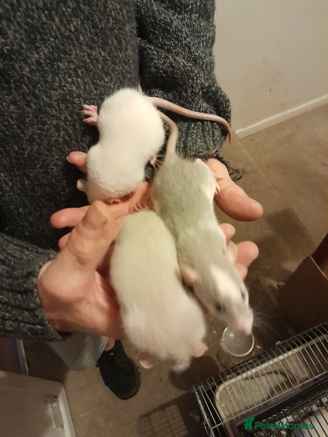 Rat rodents for sale: Rats for sale - Advert 3