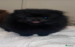 Pomeranian dogs for sale: 5 short snout teddy pom babies  - Image 1