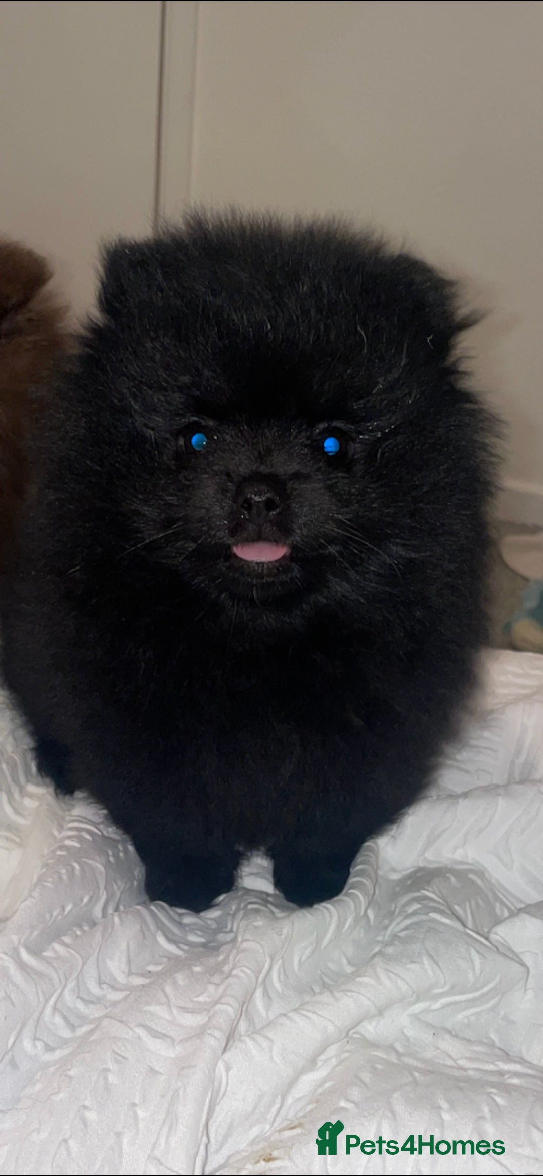 Pomeranian dogs for sale: 5 short snout teddy pom babies  - Image 1