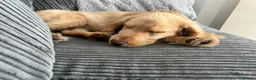 Cocker Spaniel dogs for sale: 8/9 month old male cocker spaniel puppy (Buddy) - Advert 5