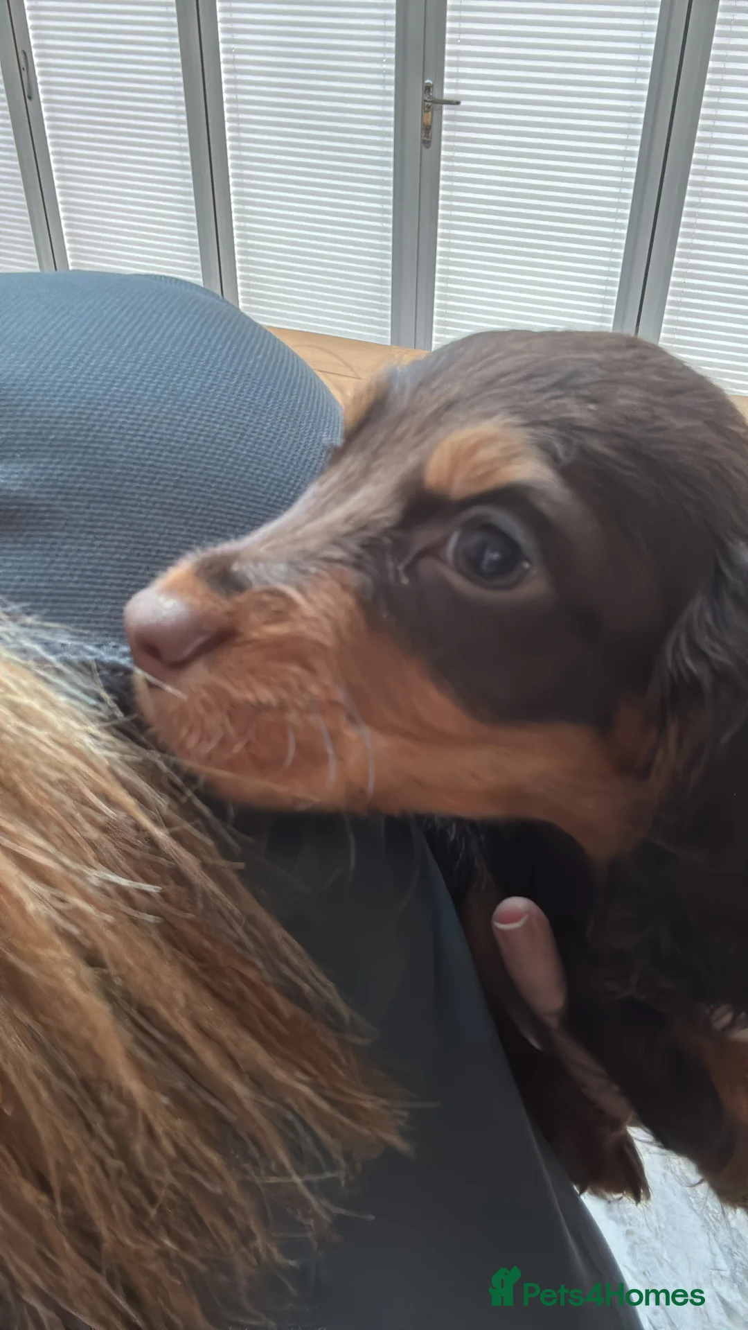 Cocker Spaniel dogs for sale: Working cocker Female Puppy  - Advert 13