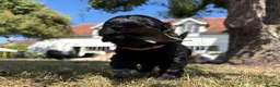 Mixed Breed dogs for sale: Delightful Schnockerpoo Puppies  - Advert 6