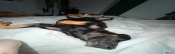 Mixed Breed dogs for sale: *Rehoming* - Advert 4