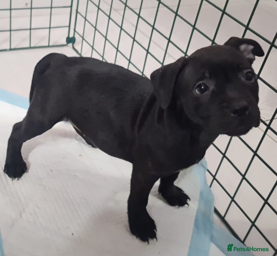 Staffordshire Bull Terrier dogs for sale: Amazing Champion Bred Blue and Black staffys   - Advert 7