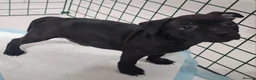Staffordshire Bull Terrier dogs for sale: Amazing Champion Bred Blue and Black staffys   - Advert 2