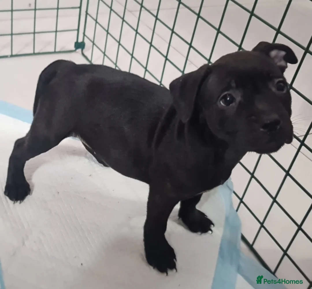 Staffordshire Bull Terrier dogs for sale: Amazing Champion Bred Blue and Black staffys   - Advert 2