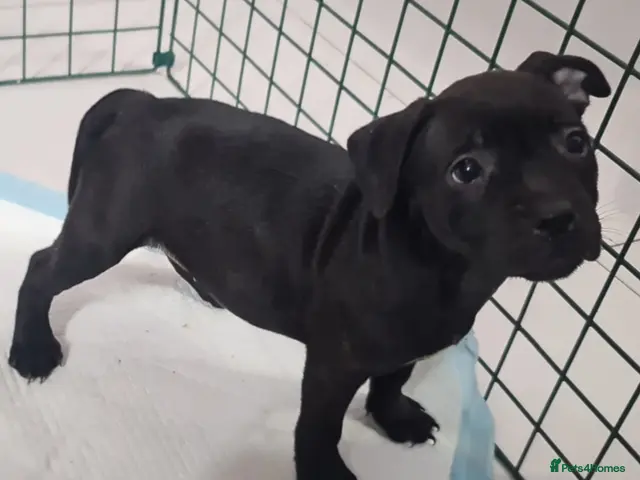 Staffordshire Bull Terrier dogs for sale: Amazing Champion Bred Blue and Black staffys - Advert 7