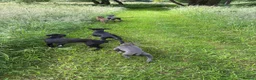Mixed Breed dogs for sale: Whippet x 1/4 lurcher puppies for sale. - Advert 3