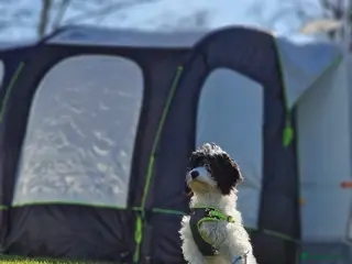 Cockapoo dogs F2 generation cockerpoo puppys in Peterlee - Advert 1