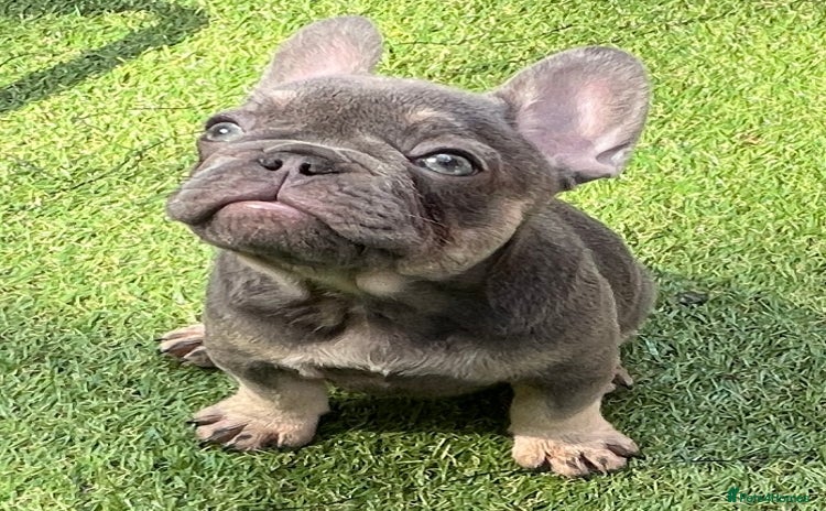 French Bulldog dogs - Advert 5