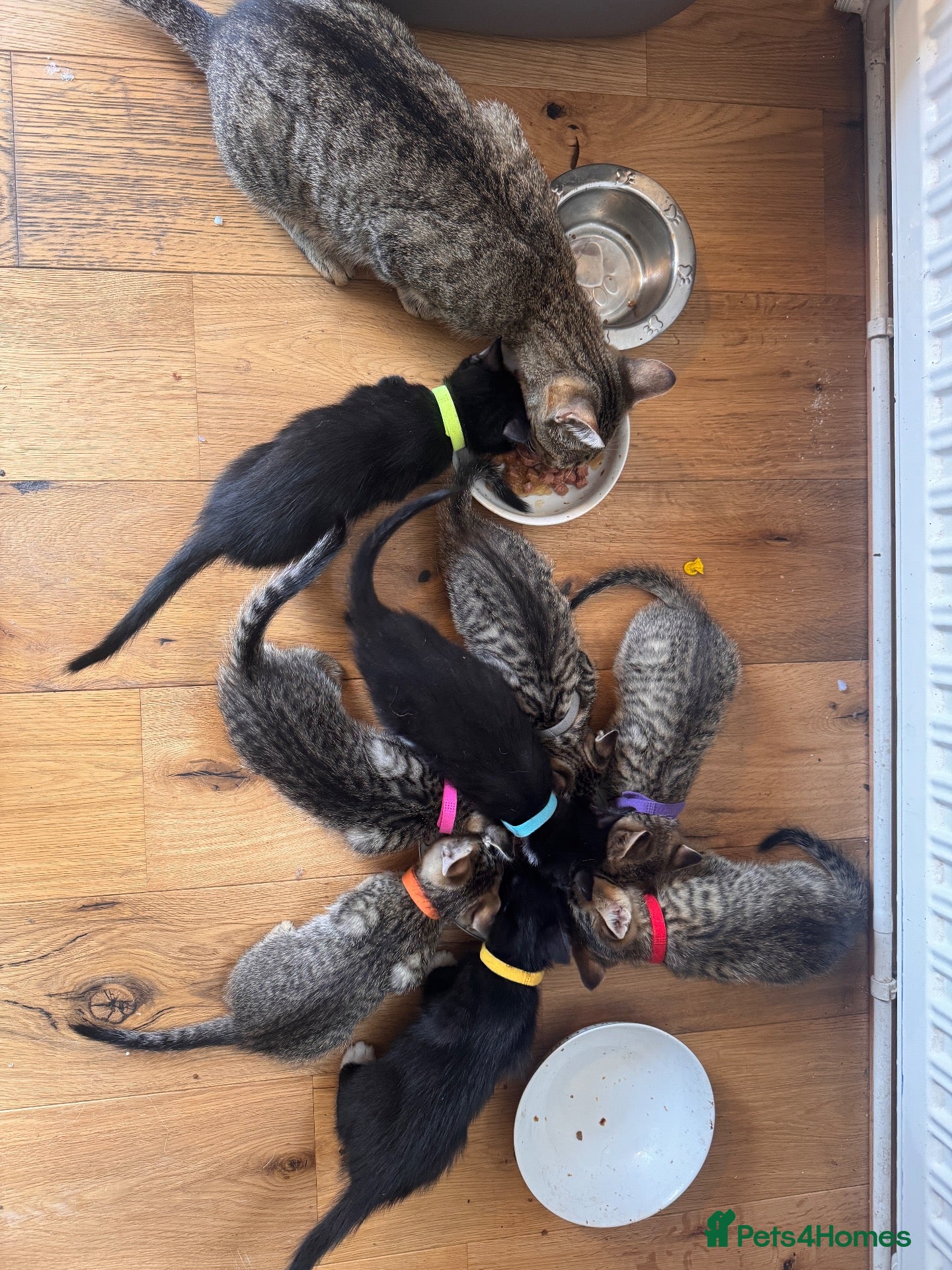 Mixed Breed cats 8 beautiful kittens available now - Advert 1