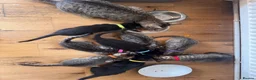 Mixed Breed cats for sale: 8 beautiful kittens available now - Advert 1