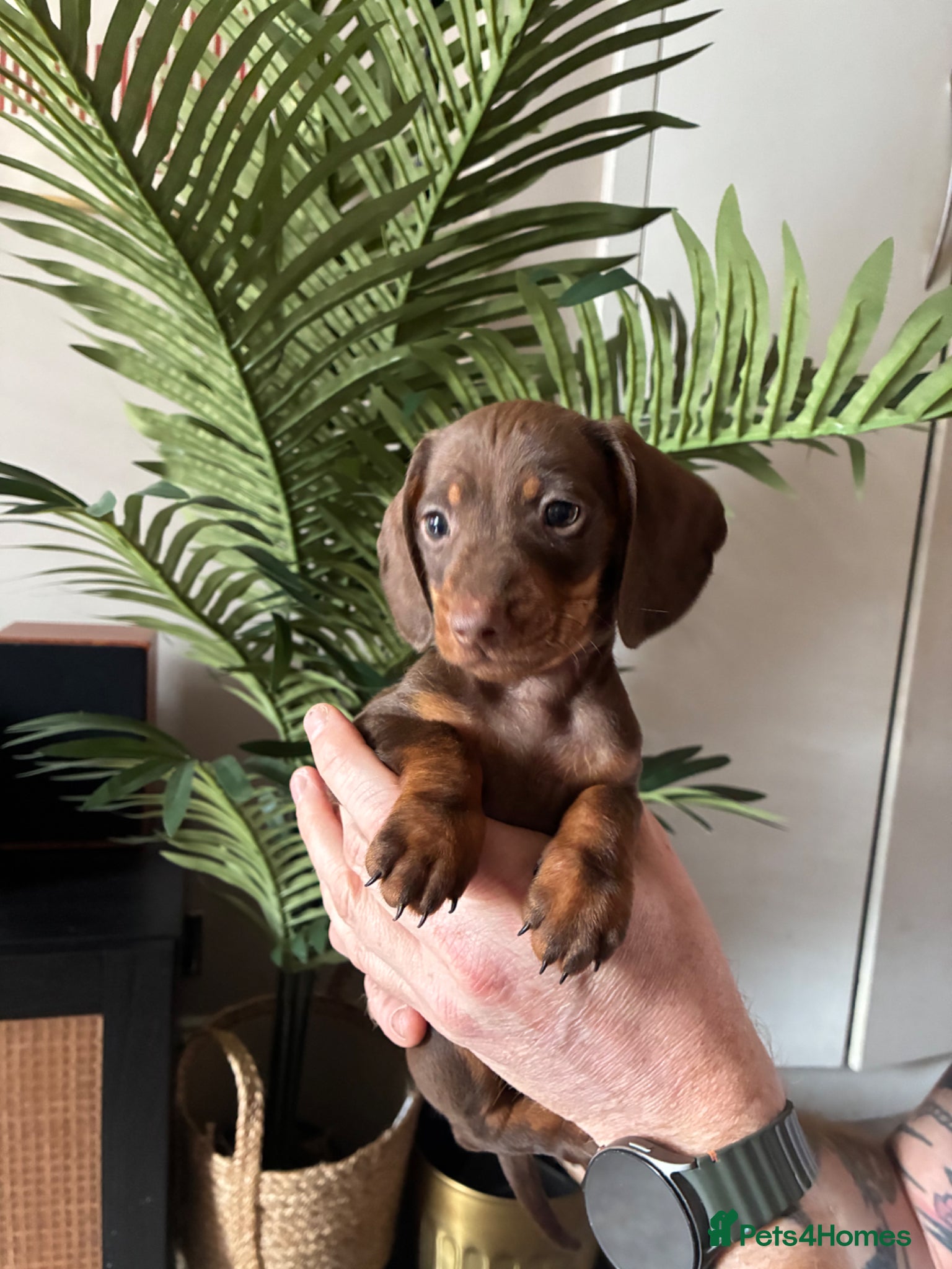 Miniature Dachshund dogs Beautiful Miniature Dachshund Puppies - All Boys - Advert 15