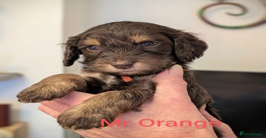 Mixed Breed dogs - Advert 6
