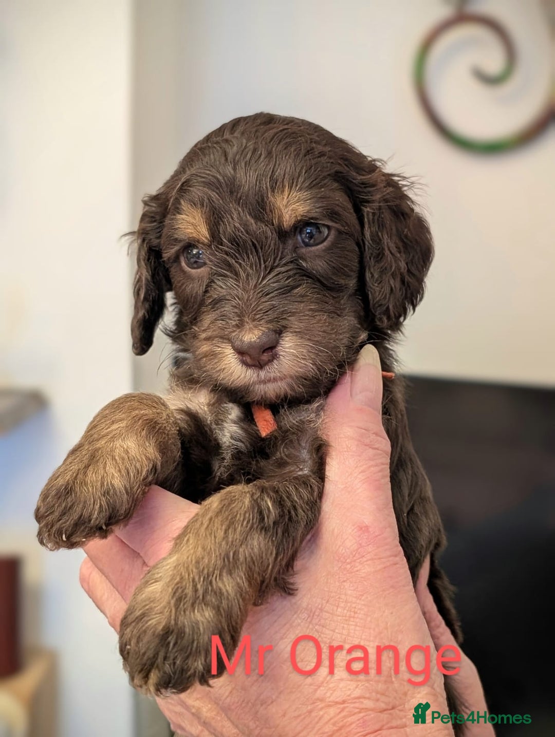 Mixed Breed dogs for sale: Beautiful Miniature Cockerdoodle pups - Image 3