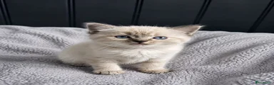 Boy 2