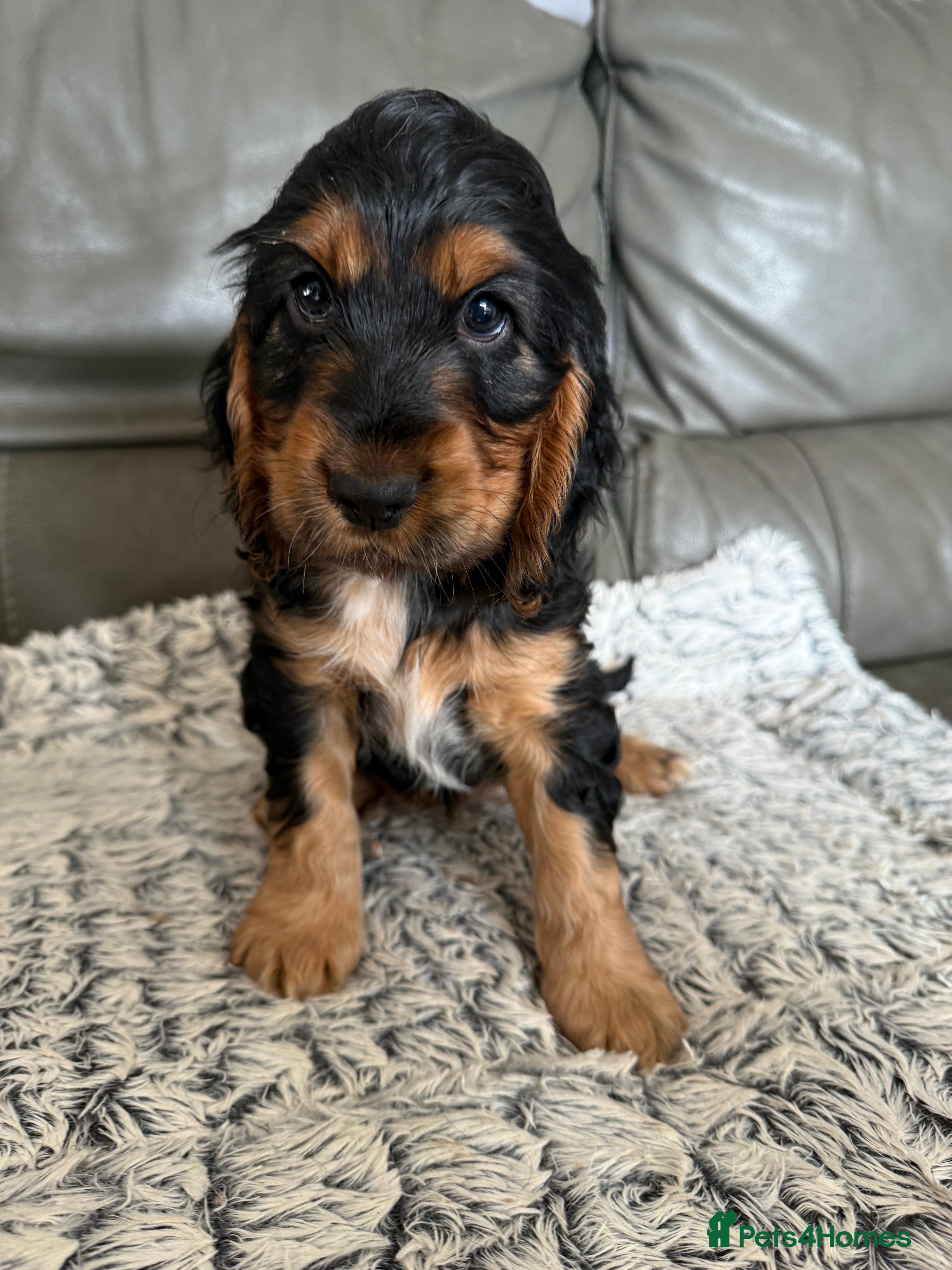 Cocker Spaniel dogs Beautiful Black & tan girl.  - Advert 9