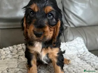 Cocker Spaniel dogs Beautiful Black & tan girl. - Advert 9