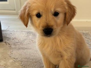 Golden Retriever dogs Golden retriever Puppies ready now !!! - Advert 1
