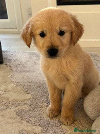 Golden Retriever dogs Golden retriever Puppies ready now !!! - Advert 1