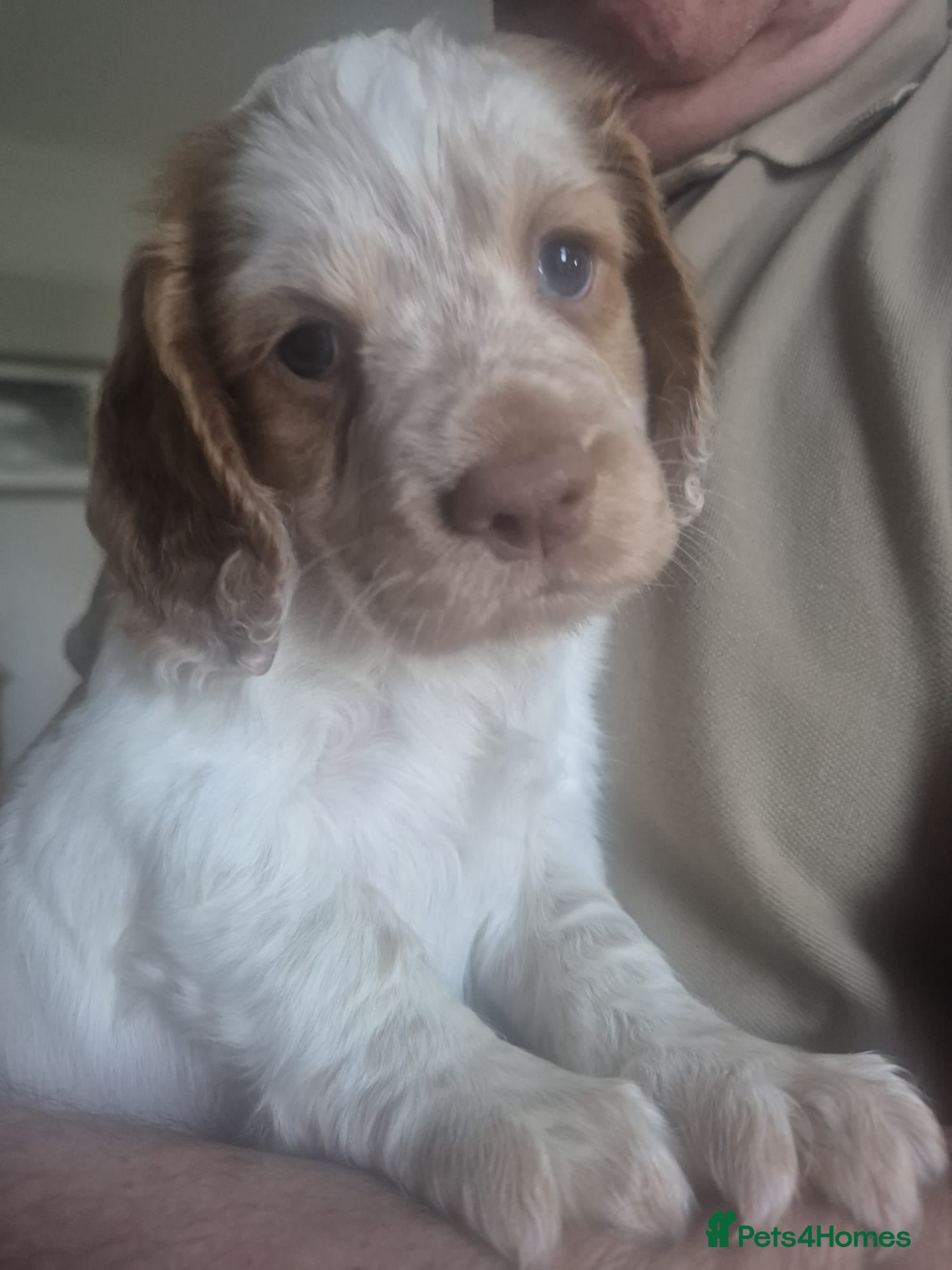 Cocker Spaniel dogs Quality litter of kc registered cocker spaniel  - Advert 1