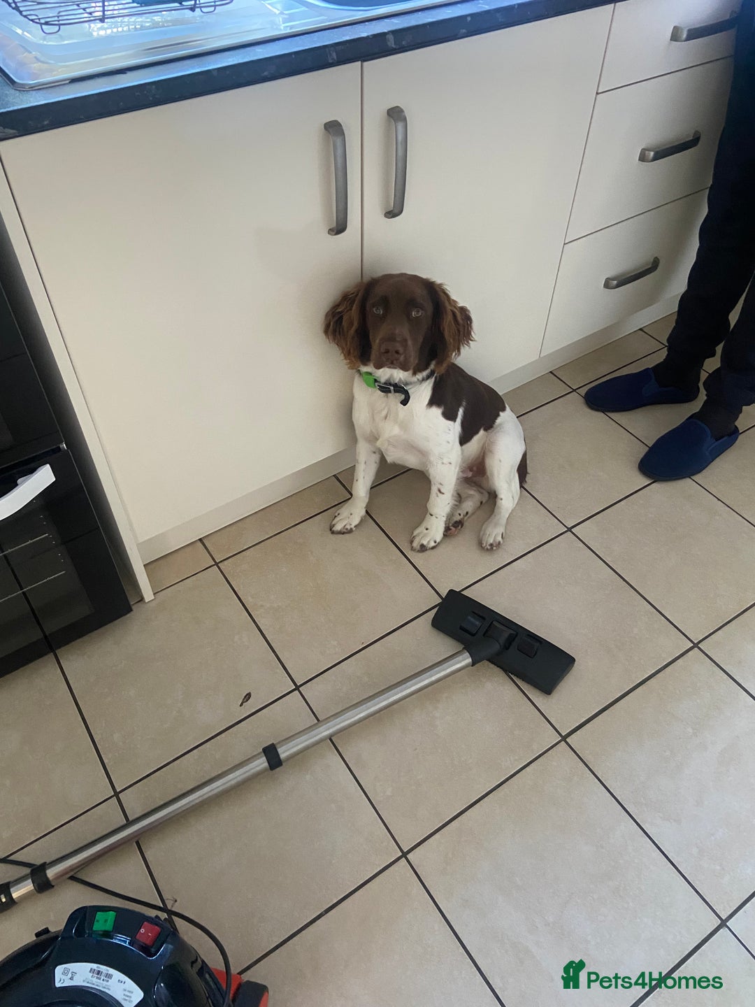 English Springer Spaniel dogs for sale: Springer spaniel  - Image 7