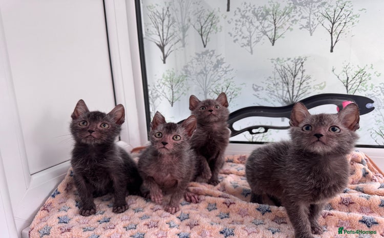 Lykoi cats - Advert 1