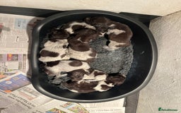 German Wirehaired Pointer dogs for sale: Litter born Monday 22nd, 5 boys, 2 girls left, - Image 1