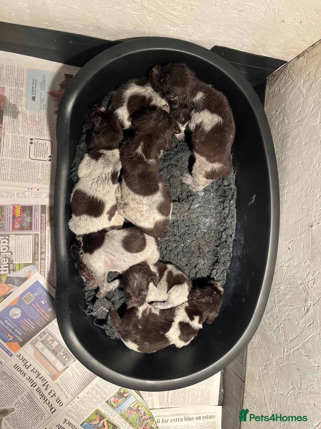 German Wirehaired Pointer dogs for sale: Litter born Monday 22nd, 5 boys, 2 girls left, - Image 1