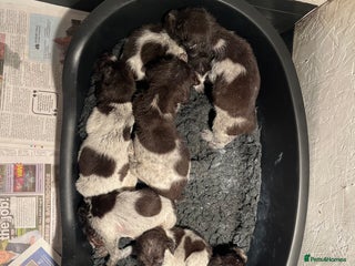 German Wirehaired Pointer dogs - Advert 6