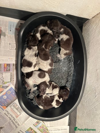 German Wirehaired Pointer dogs - Advert 5