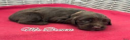 Sprocker dogs for sale: ⭐️Fully Health Tested F1 Sprocker Spaniel Puppies - Advert 5