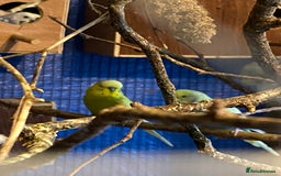 Budgerigars birds for sale: 3 pairs of budgies, searching for new homes  - Image 5