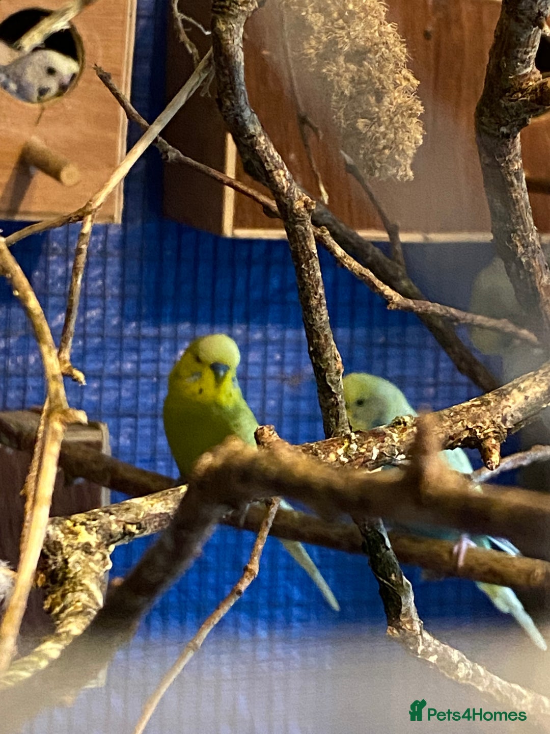 Budgerigars birds for sale: 3 pairs of budgies, searching for new homes  - Image 5