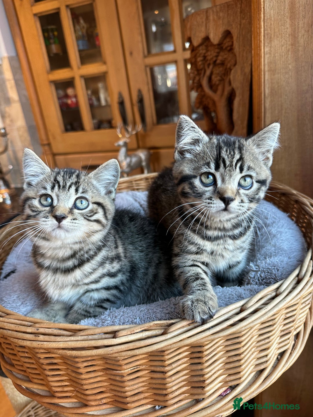 British Shorthair cats for sale: British Shorthair Chocolate Spotted Kittens - Advert 20