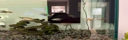 Other/Mixed Breed fish for sale: Mixed tropical fish  - Advert 6