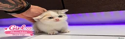 Munchkin cats for sale: Munchkin Kittens. Munchkin cross Scottish Straight - Advert 14