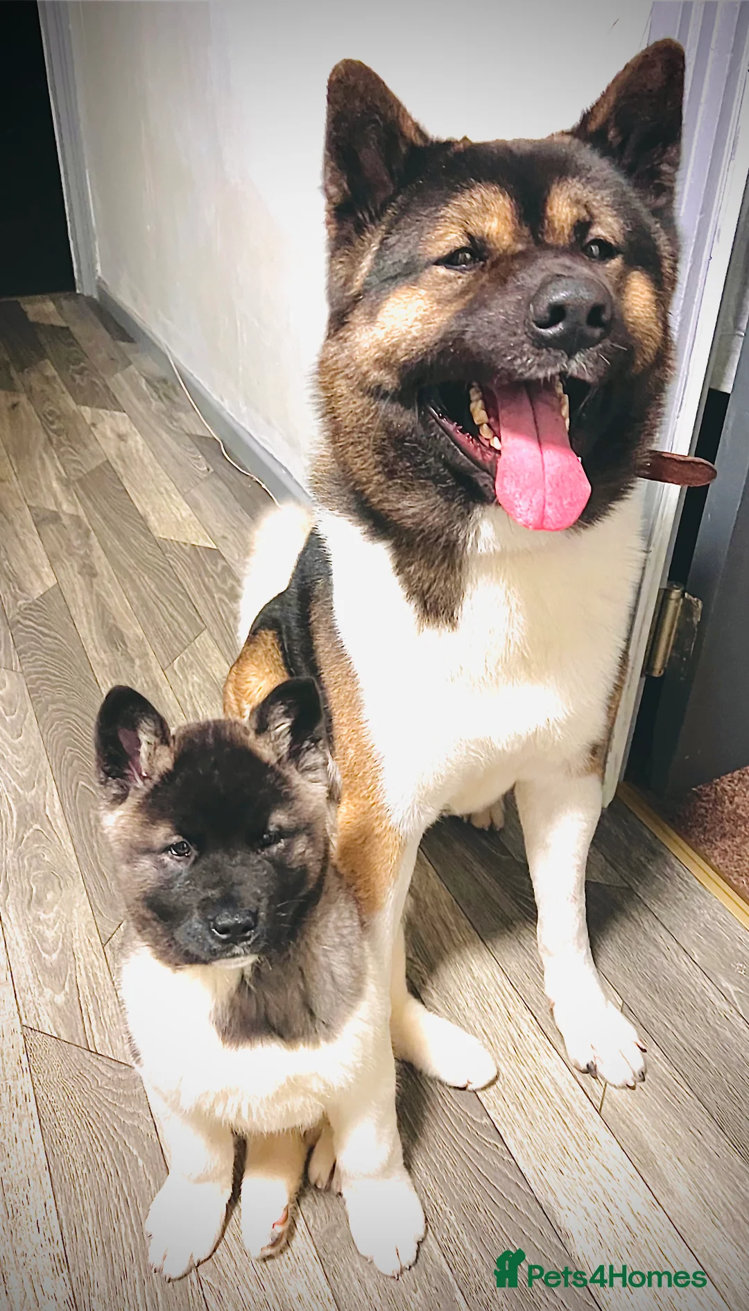 Akita dogs for stud: ***Chico’s finding LOVE… Proven Stud*** - Advert 2