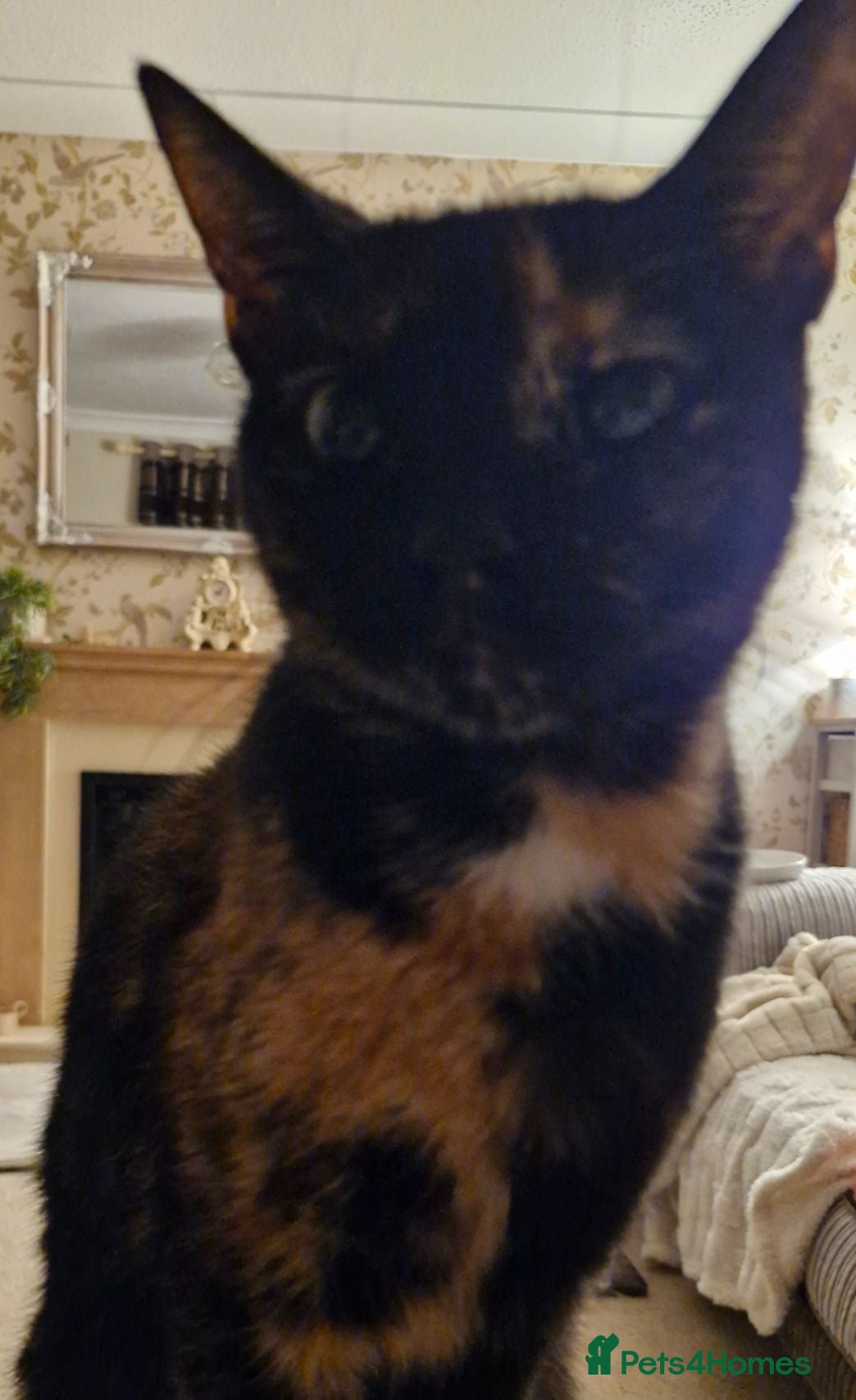 Mixed Breed cats Kittens Ready Now - Advert 1