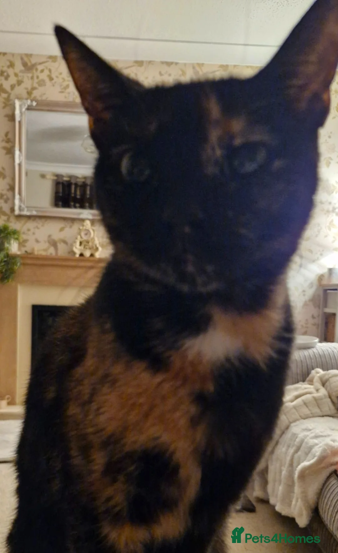 Mixed Breed cats for sale: Kittens Ready Now in Basildon - Advert 1