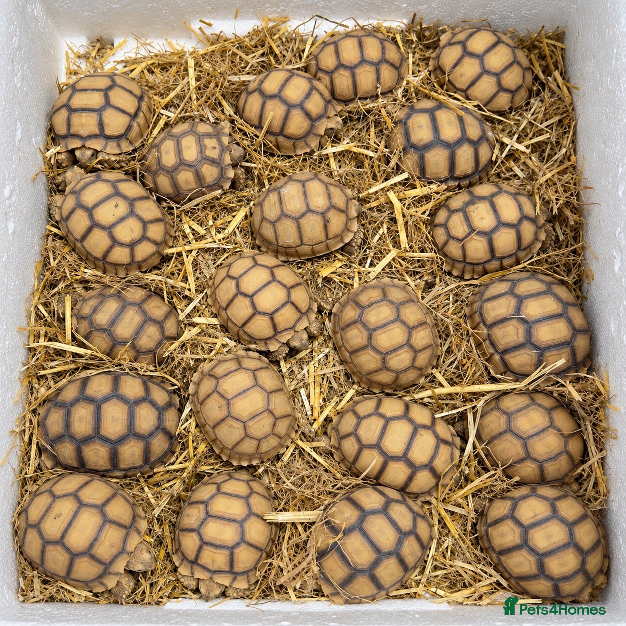 Tortoise reptiles for sale: 🐢 TORTOISE BABIES 🐢 - Advert 2