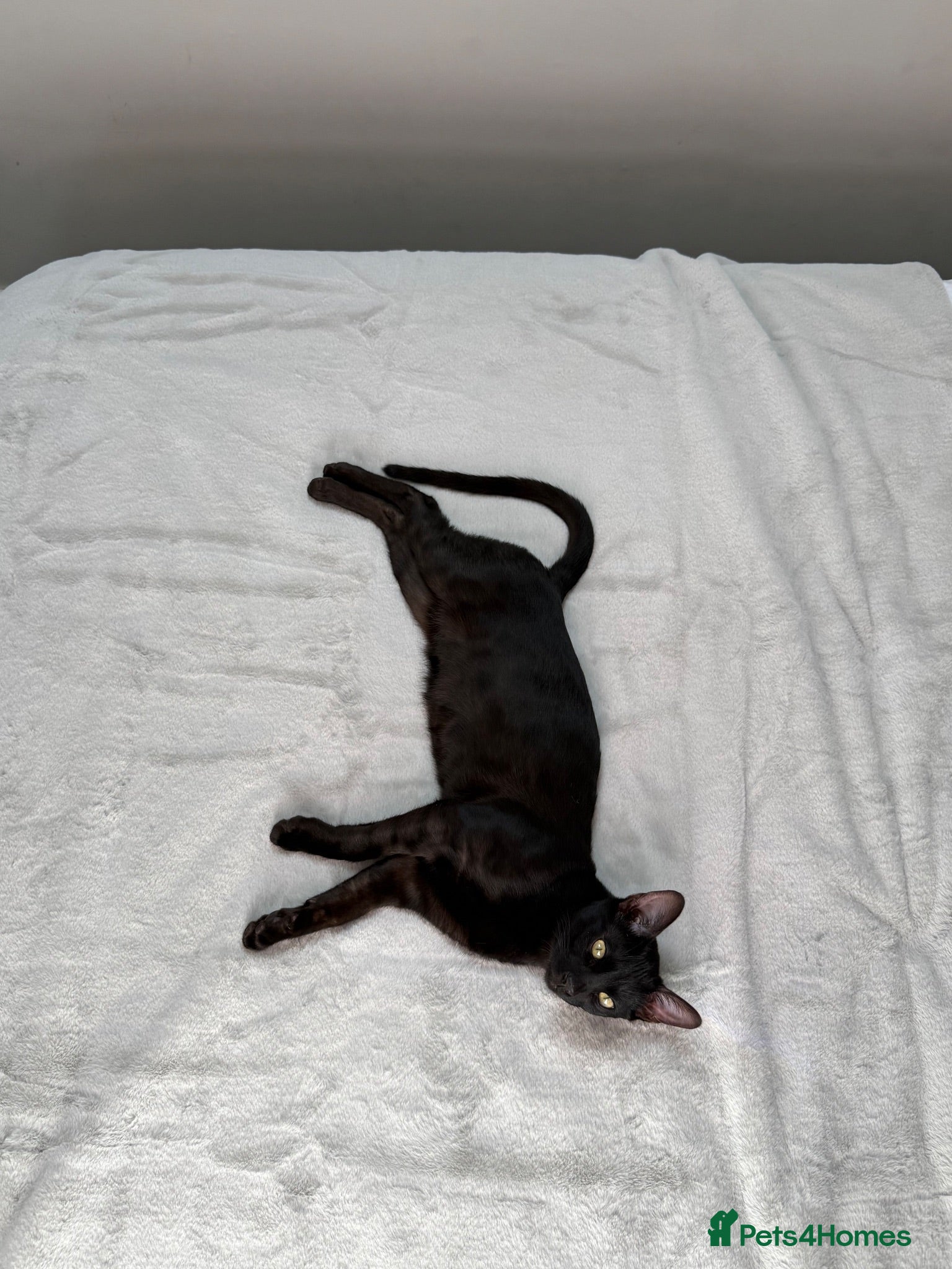 Bengal cats 6 month old bengal, looking for forever home - Advert 1