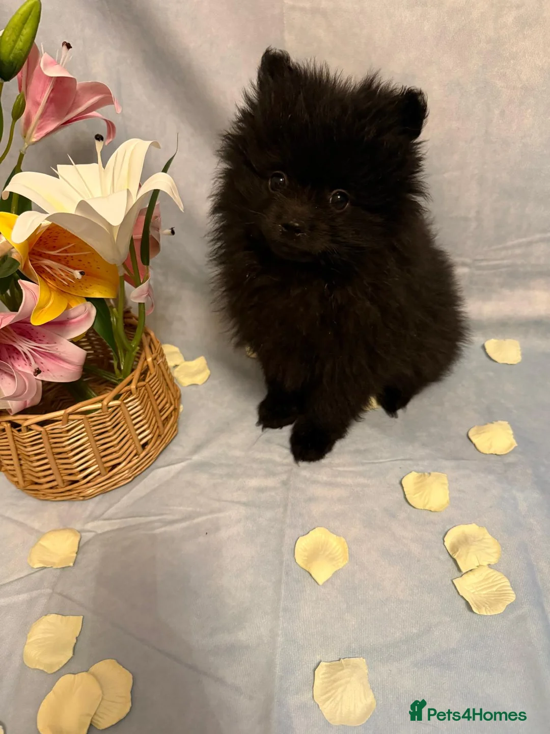 Pomeranian dogs for sale: Pomeranian puppies - Advert 7